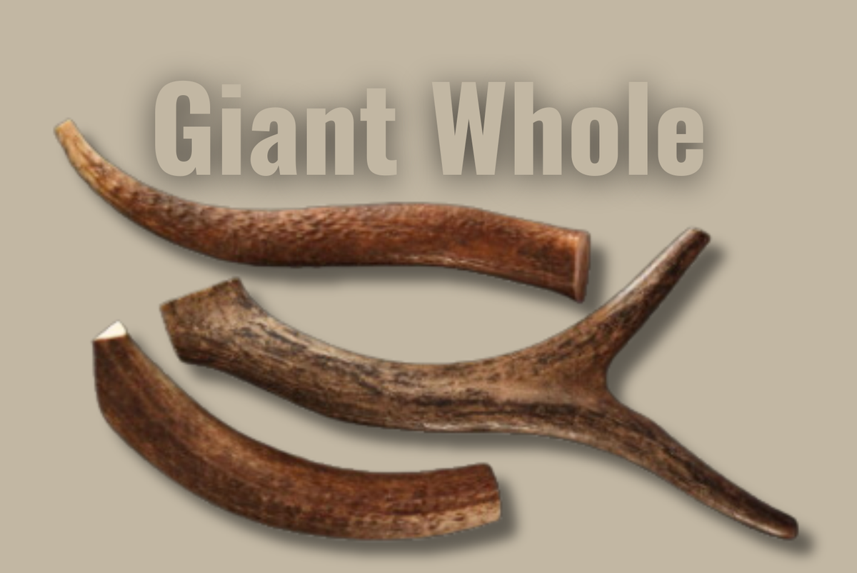 Whole Elk Antler Chew