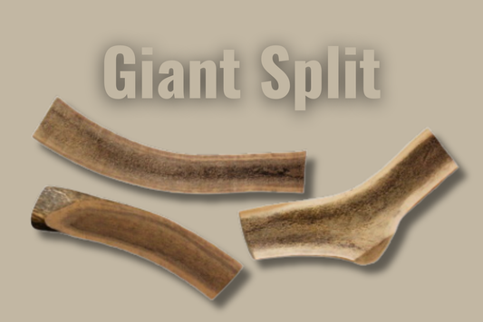 Hard Antler — Giant — Split