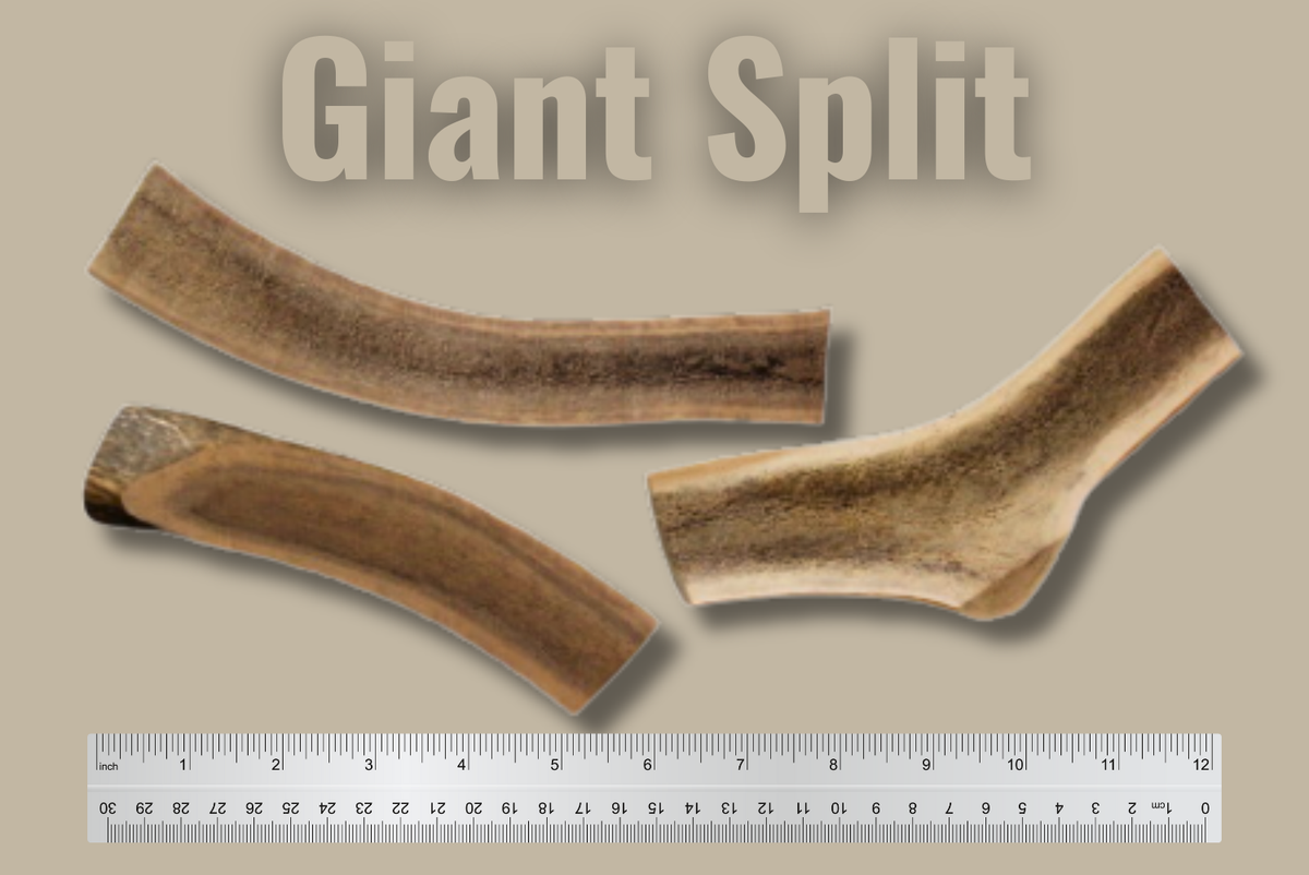 Split Elk Antler Chew