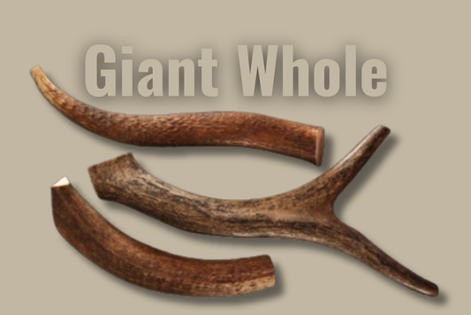 Hard Antler — Giant — Whole