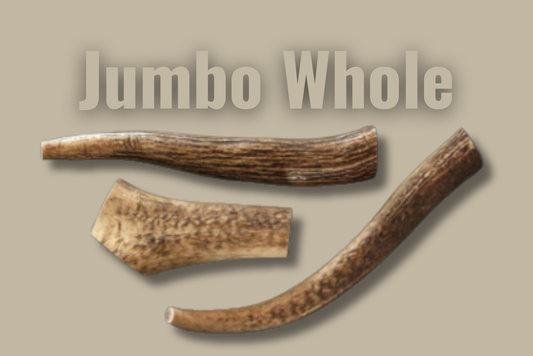 Hard Antler — Jumbo — Whole